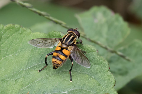 Hover Fly (Mesembrius bengalensis) (Mesembrius bengalensis)